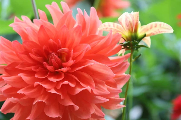 Primo Piano Dahlia Rosso Fiore Fiore Giardino Terrazza Estate Verde — Foto Stock