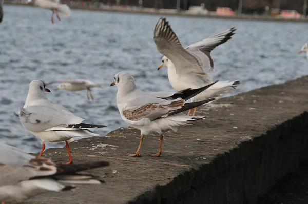 Gaviota Calle — Foto de Stock