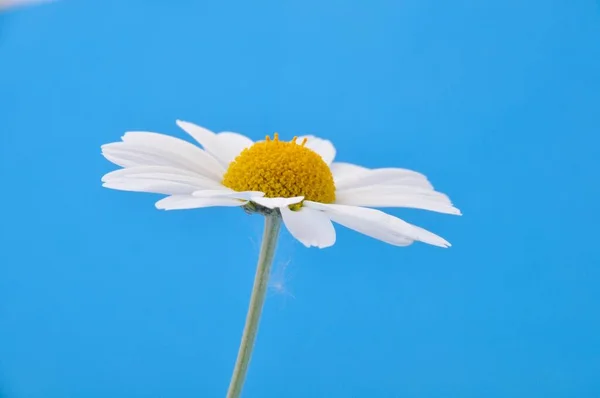 Beautiful Chamomile Flower Blue Background — Stock Photo, Image