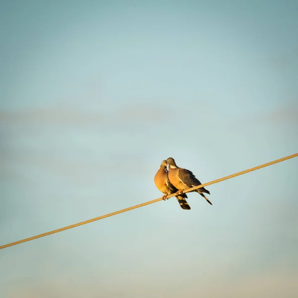 Evin Çatısındaki Kuş — Stok fotoğraf