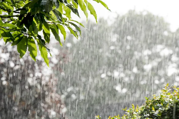 Regentag Mit Wolkenbruch Sommer — Stockfoto