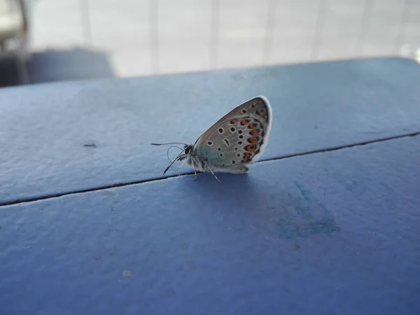 Beyaz Arka Planda Güzel Bir Kelebek — Stok fotoğraf