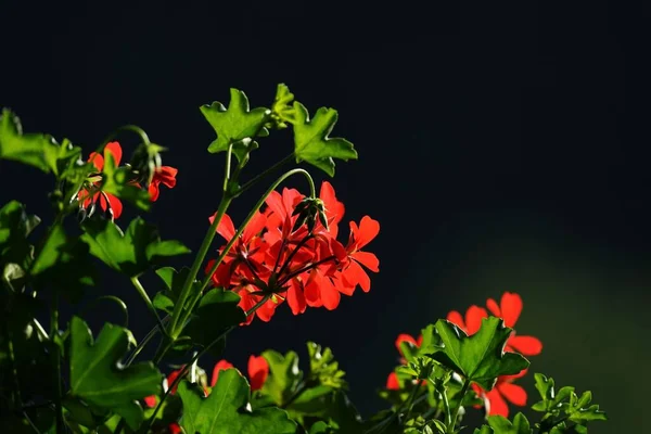 Mooie Kleurrijke Geraniums Een Balkon Zomer — Stockfoto