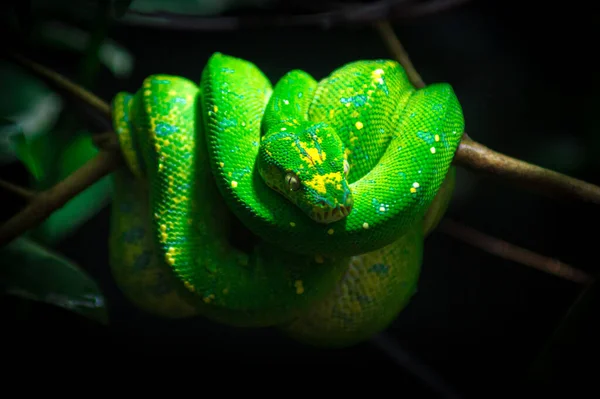 Zöld Kígyó Egy Ágon — Stock Fotó