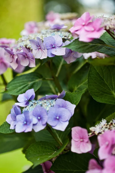 Nahaufnahme Blau Hortensie Blume Garten Sommer Blüte Flora — Stockfoto