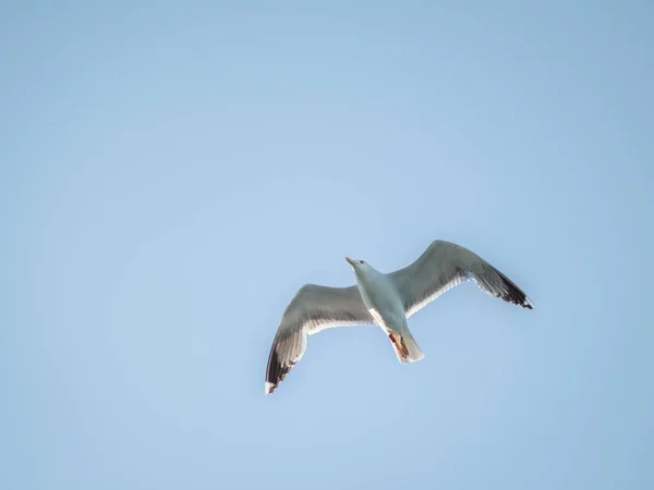 空を飛ぶカモメ — ストック写真