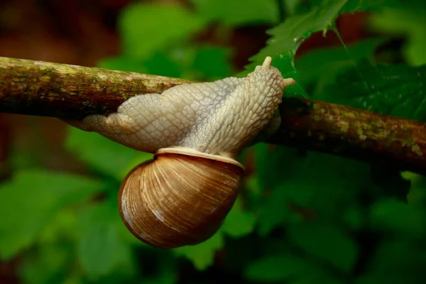 Lumaca Striscia Ramo Rode Una Foglia — Foto Stock