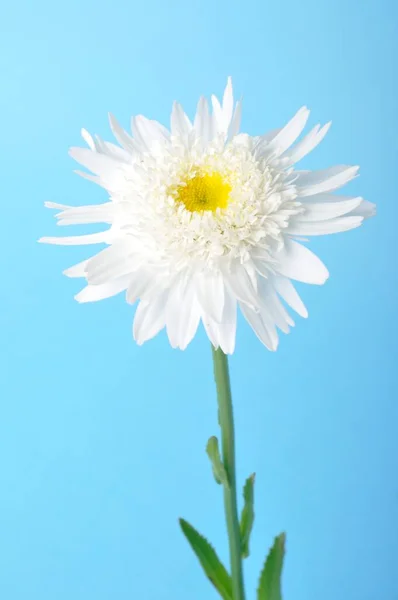 Красивый Белый Цветок Маргаритки Голубом Фоне — стоковое фото