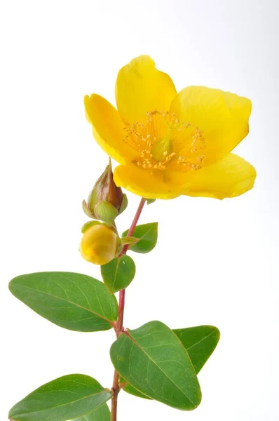 Ornamental John Wort Een Witte Achtergrond — Stockfoto