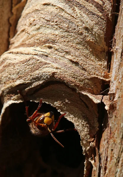 接近一只红蚂蚁 — 图库照片