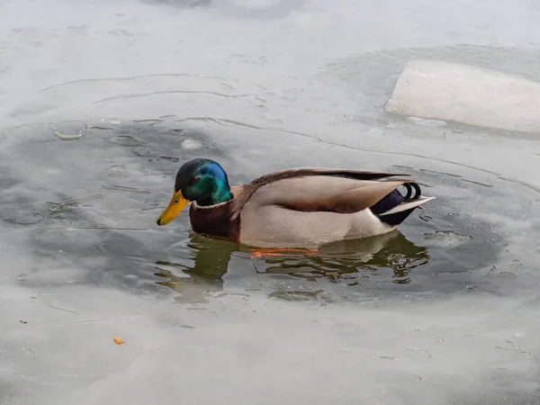 Canard Colvert Mâle Sur Lac Gelé — Photo