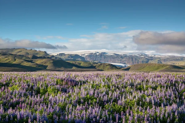 Vackra Blommor Bergen — Stockfoto