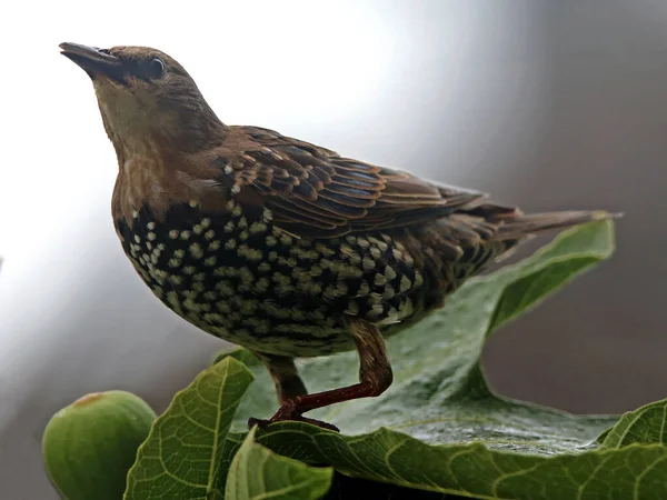 Pájaro Está Sentado Una Rama Árbol —  Fotos de Stock