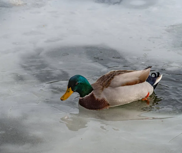 Pato Mallard Macho Num Lago Congelado — Fotografia de Stock