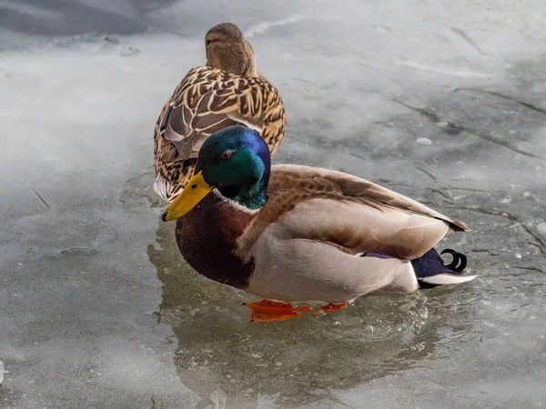 Canards Colverts Couple Hiver Lac — Photo