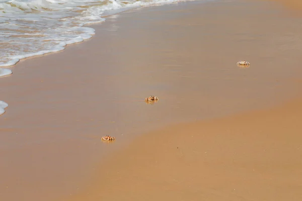 Huellas Playa Mar —  Fotos de Stock