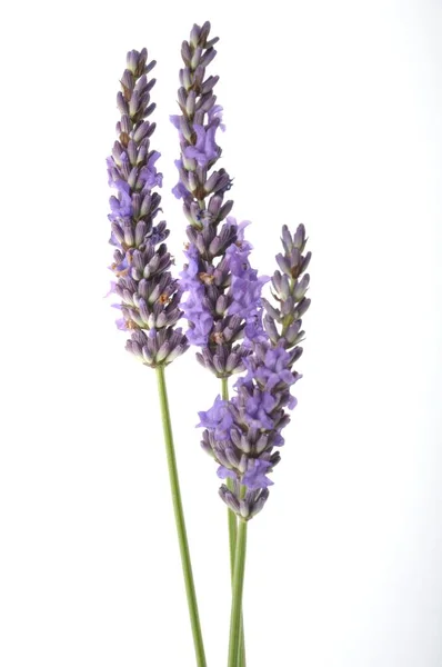 Beautiful Lavender Flowers White Background — Stock Photo, Image