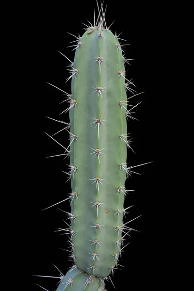 Grön Kaktus Med Svart Bakgrund — Stockfoto