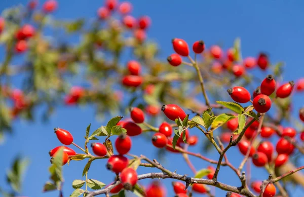 Bacche Rosse Ramo Albero — Foto Stock