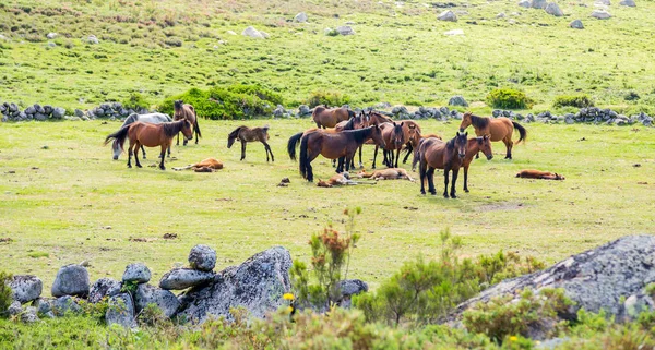 Лошади Горах — стоковое фото