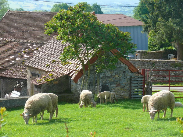 Kırsalda Koyunlar — Stok fotoğraf