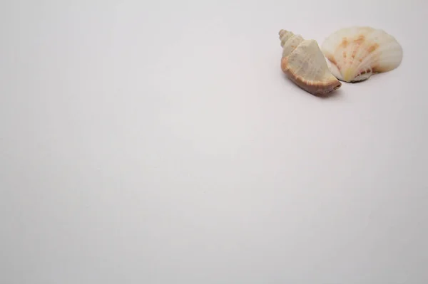 白底海贝壳 — 图库照片