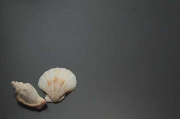 Twee Schelpen Zwarte Grond — Stockfoto