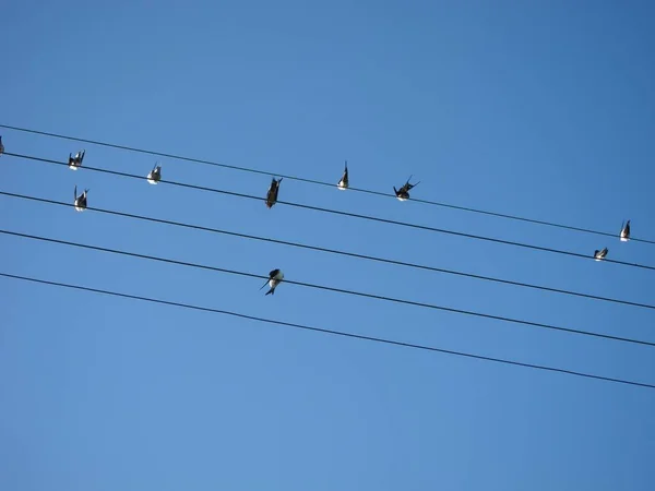 Alambres Alto Voltaje Sobre Fondo Cielo Azul —  Fotos de Stock