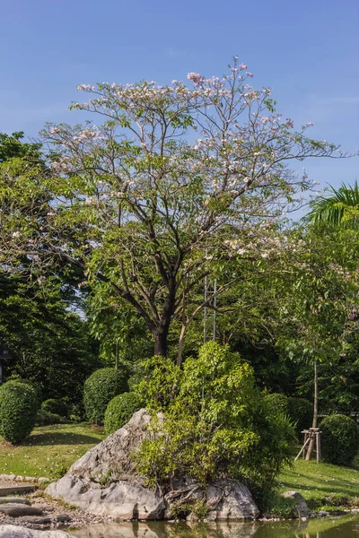 Hermosa Vista Del Parque — Foto de Stock