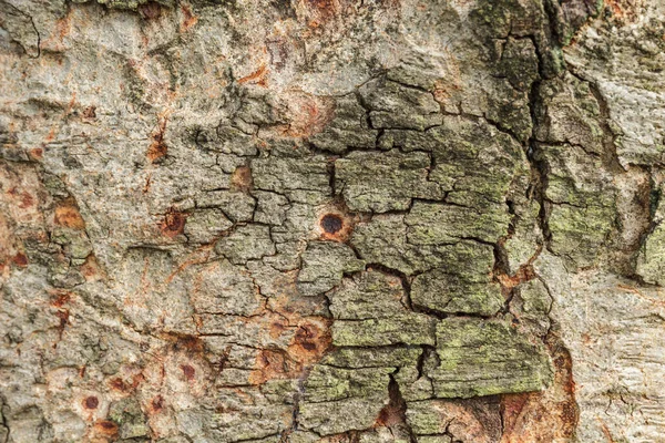 Tekstura Kory Drzewa Pęknięciami Porostem — Zdjęcie stockowe