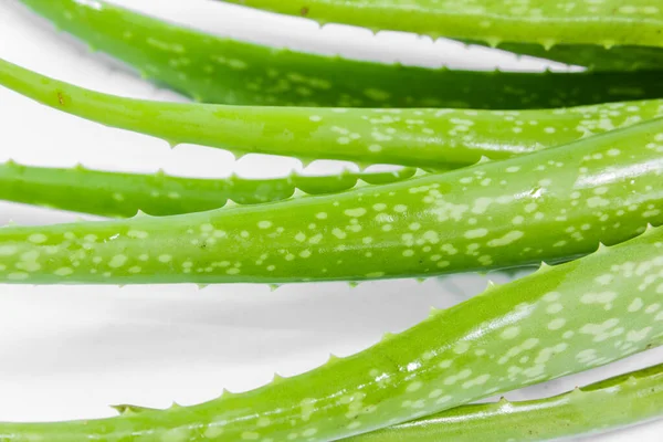 Tumbuhan Vera Aloe Dengan Tetesan Air — Stok Foto