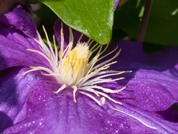 Piękne Botaniczne Ujęcie Naturalna Tapeta — Zdjęcie stockowe