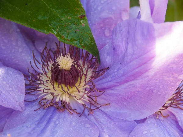 Piękne Botaniczne Ujęcie Naturalna Tapeta — Zdjęcie stockowe