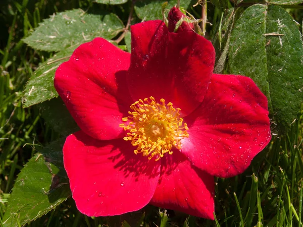 Flor Papoula Vermelha Jardim — Fotografia de Stock