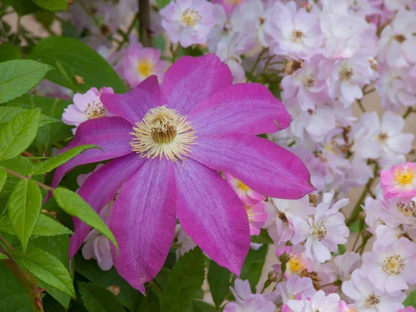 Schöne Rosa Blumen Garten — Stockfoto