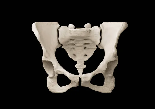 Pelvis Insan Iskeleti Kadın Leğen Kemiği Anatomisi Kalça Kemiği — Stok fotoğraf