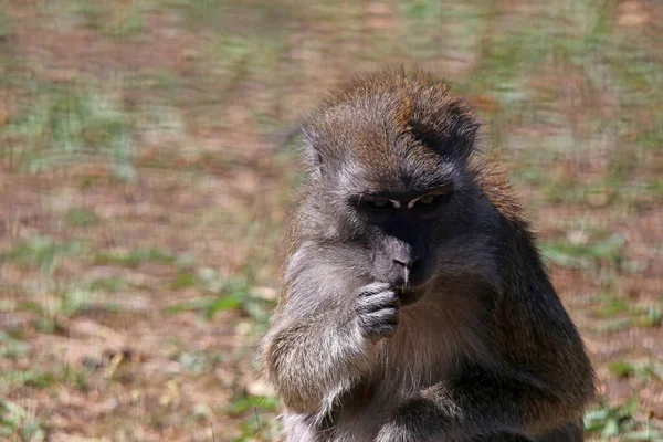 Close Cute Baby Monkey — Stock Photo, Image