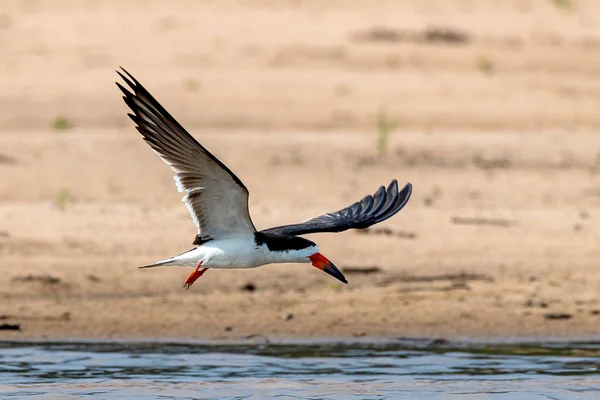 Una Bandada Aves Que Vuelan Agua — Foto de Stock