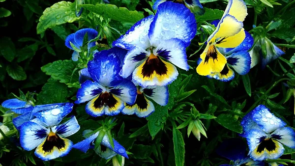 Krásné Květiny Květinový Koncept Pozadí — Stock fotografie