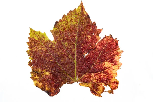 Close Natural Autumn Leaf Grungy Ragged Old Autumn Grape Leaf — Stock Photo, Image