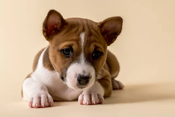 Jack Russell Terrier Cachorro Sobre Fondo Blanco — Foto de Stock