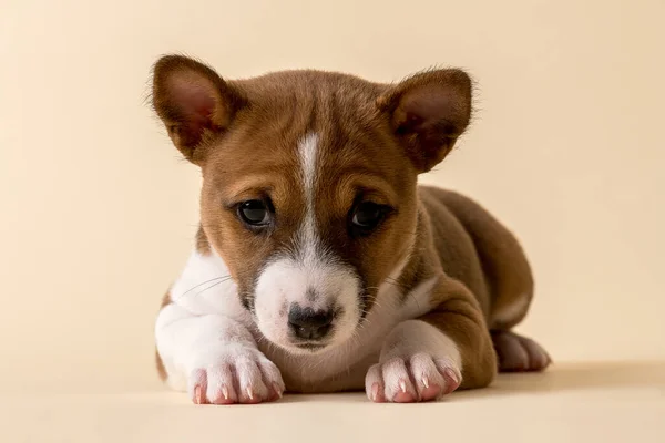 Beyaz Arka Planda Sevimli Bir Köpek — Stok fotoğraf