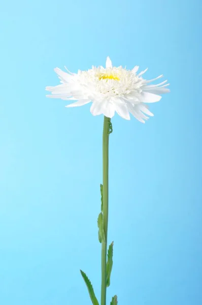 Beautiful White Daisy Flower Blue Background — Stock Photo, Image