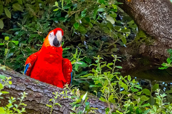 Ara Macao Známé Jako Šarlatové Macaw — Stock fotografie