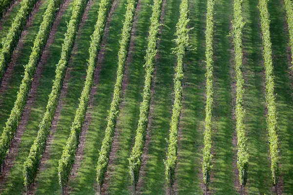 Зелений Виноградник Сільській Місцевості — стокове фото