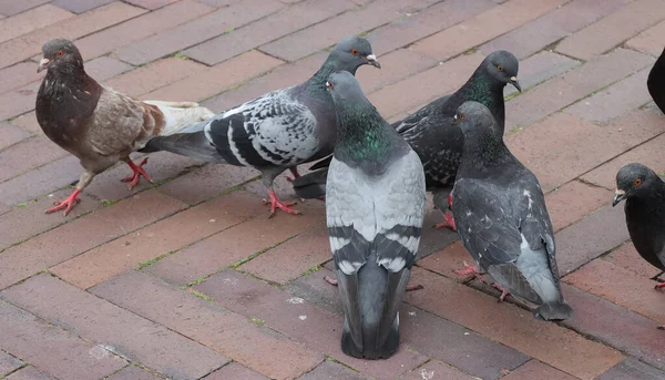 人行道上的野鸟鸽子向人们乞讨食物 — 图库照片