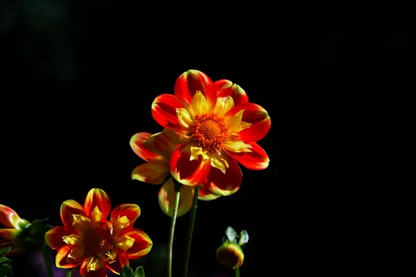 Rot Orange Blühende Dahlien — Stockfoto