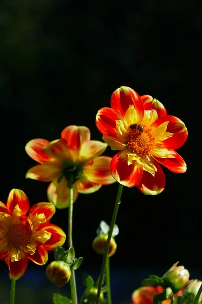 Kırmızı Turuncu Çiçekli Yıldız Çiçekleri — Stok fotoğraf