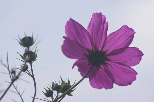 Vackra Blommor Trädgården — Stockfoto