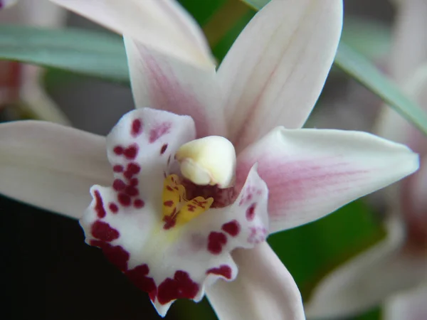 Piękny Biały Kwiat Orchidei Ogrodzie — Zdjęcie stockowe